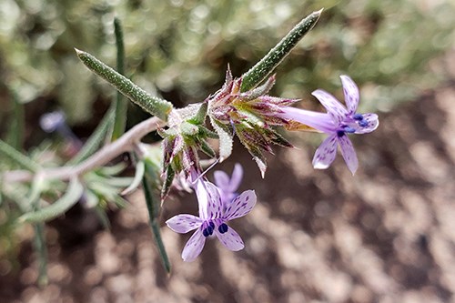 Manyflowered Ipomopsis (Ipomopsis multiflora) purple flowers have freckles