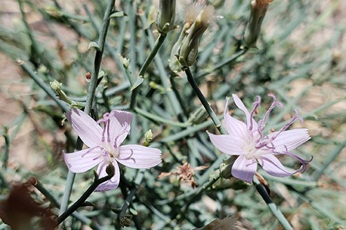 Pale lavender flowers among wiry pale green stems