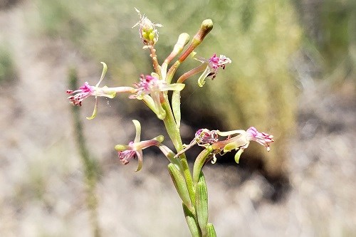 Small pinkish flowers on a green stem.