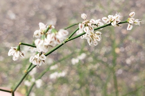 Small white flowers on slender stem of Flatcrown buckwheat (Eriogonum deflexum)