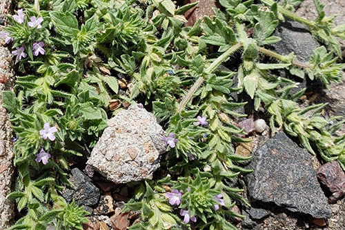 Bigbract Verbena (Verbena bracteata) is a small sprawling plant.