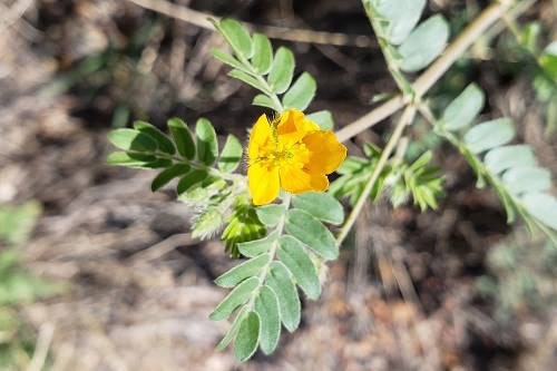 Orange five-petaled flower against a backdrop of green compound leaves.