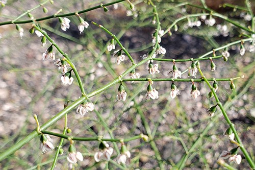 Hooker's Buckwheat (Eriogonum hookeri)