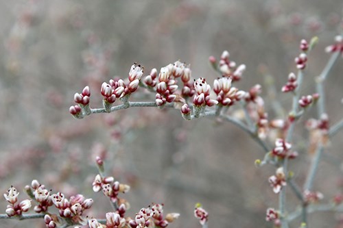 White to Green Wildflower Guide - Petrified Forest National Park (U.S.  National Park Service)