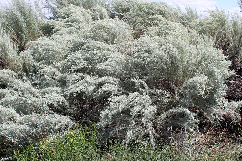 Large gray-green shrub with feathery foliage.
