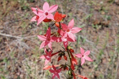 Watermelon red tubular flowers in a cluster