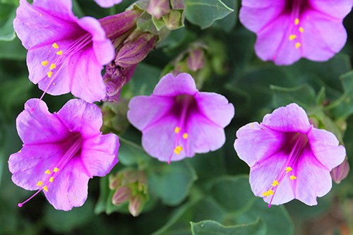 Showy Four O'Clocks (Mirabilis multiflora) has magenta trumpets