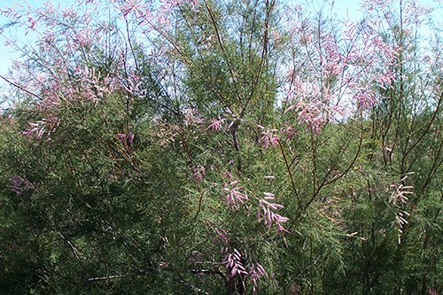 Tamarix with pink blooms against a blue sky