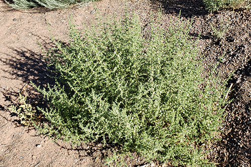 New tumbleweed species is taking over California, Science