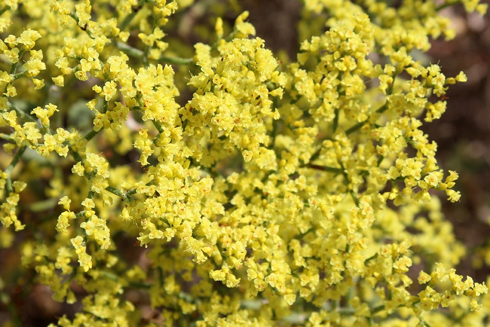 Closeup of yellow flowers and green stems of Crispleaf buckwheat