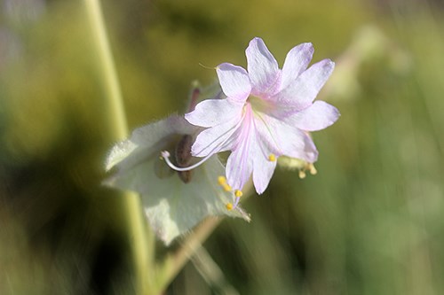 Narrowleaf Four O’Clock (Mirabilis linearis var. linearis) is a legume with long stems and pinkish flowers.