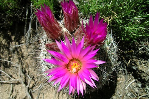 Spinystar (Escobaria vivipara) is a small round cactus