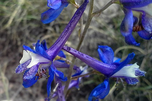 Close up of Bare-Stem Larkspur (Delphinium scaposum) deep blue flowers