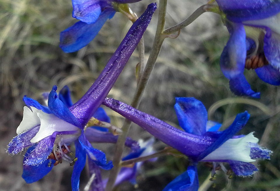 close up of cobalt blue larkspur flowers close up of cobalt blue larkspur flowers