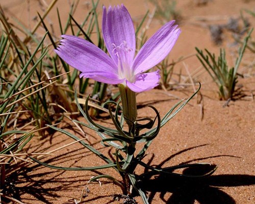 Arizona Rushpink (Lygodesmia arizonica) is short