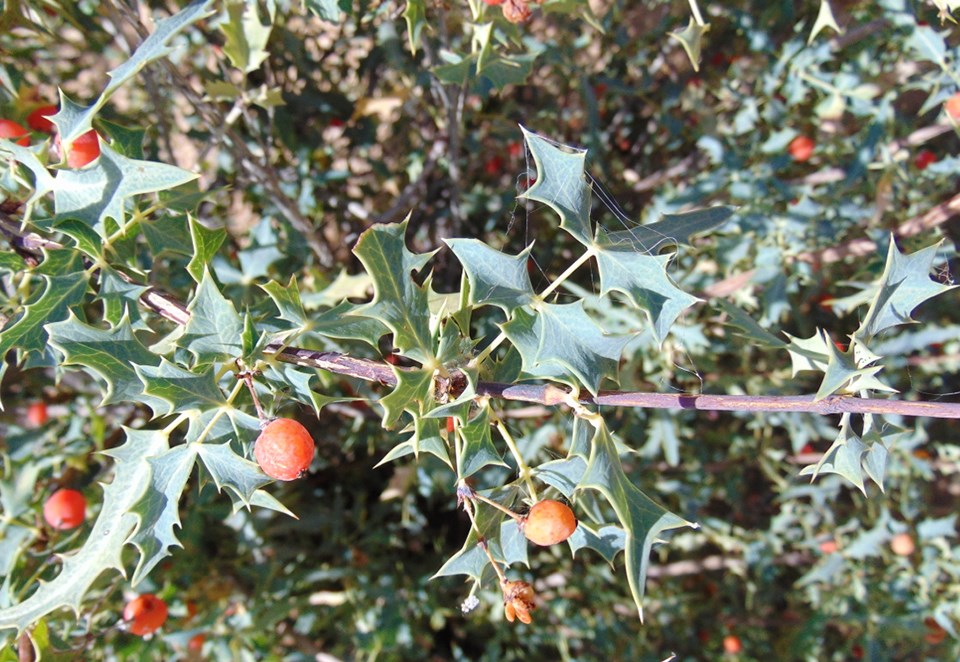 Red berries against gray-green spiny leaves.
