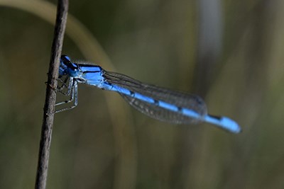 Bluet Damselfly (Enallagma sp) sitting