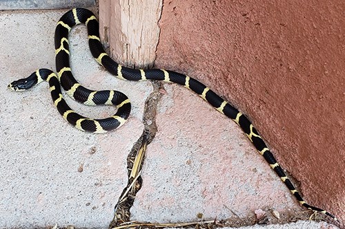 California King Snake Lampropeltis californiae