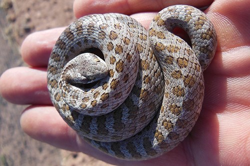 Chihuahuan Nightsnake (Hypsiglena jani)