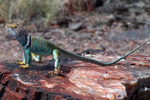 Collared Lizard (Crotaphytus collaris)