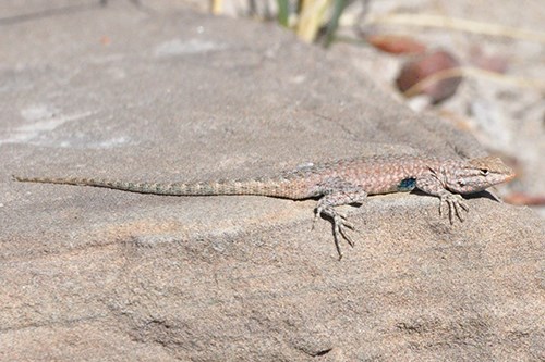 Common Side-blotched Lizard (Uta stansburiana)