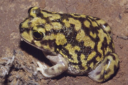 Couch's Spadefoot (Scaphiopus couchii)