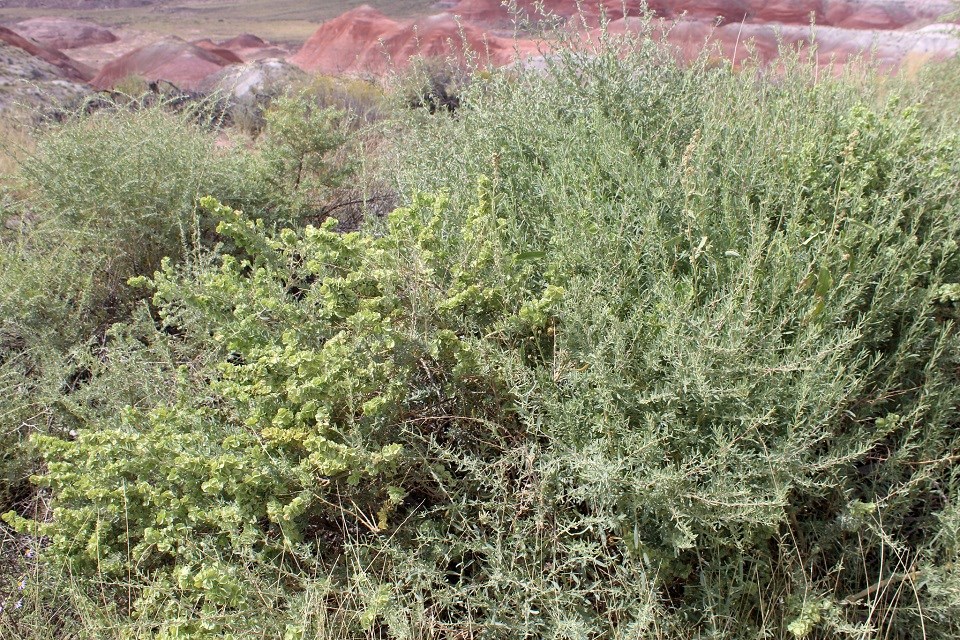 Gray green shrubs, some with green bracts.