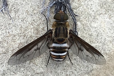 Bee fly