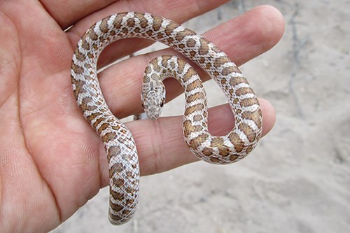 Glossy Snake (Arizona elegans)