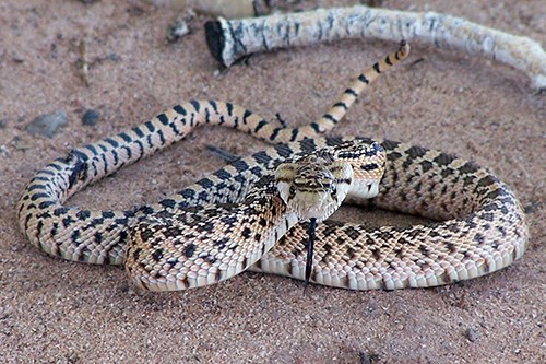 Gopher Snake (Pituophis catenifer)