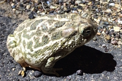 Evergreen Toad Amphibians - Petrified Forest National Park (U.S. National Park Service)