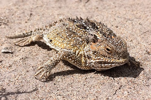 Greater Short-horned Lizard (Phrynosoma hernandesi)