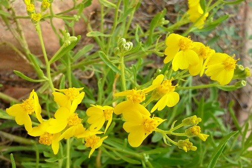 Yellow flowers and thready leaves of Greenstem paperflower (Psilostrophe sparsiflora)