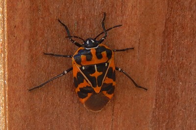 Harlequin Bug on the wall
