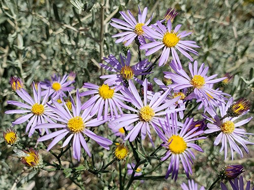 Hoary Aster (Dieteria canescens) has purple daisies.