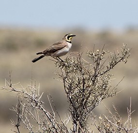 Horned Lark Horned Lark