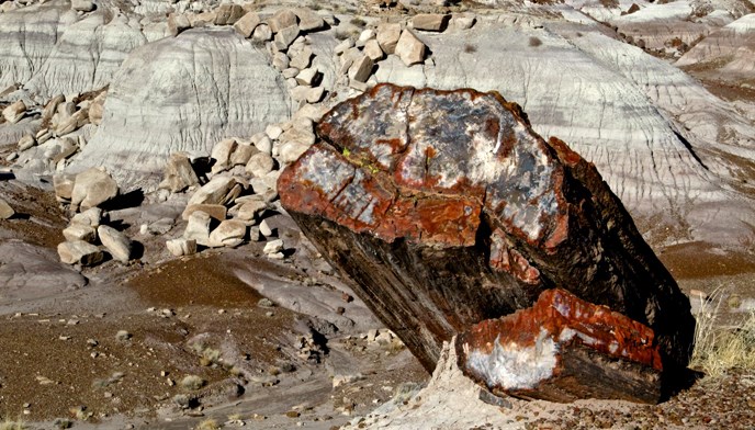 Leandra Melgreen Lewis photograph of a colorful petrified log at Jasper Forest
