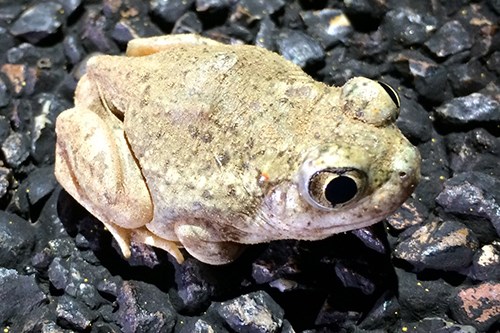 Mexican Spadefoot Spea multiplicata