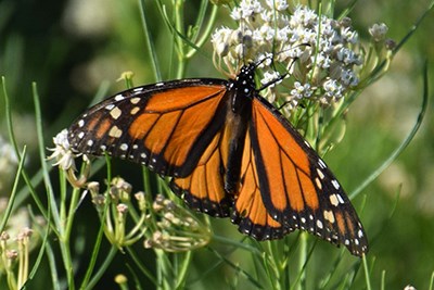 Monarch on milkweed