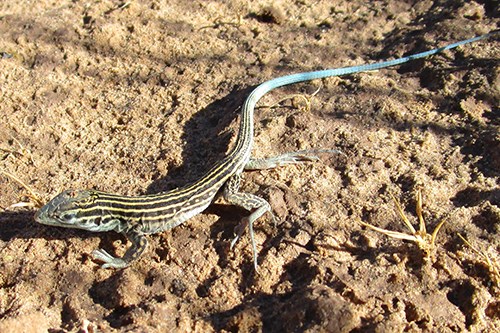 New Mexico Whiptail (Aspidoscelis neomexicanus)