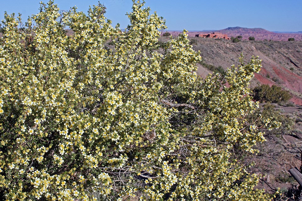 Cliffrose blooming against the Painted Desert.