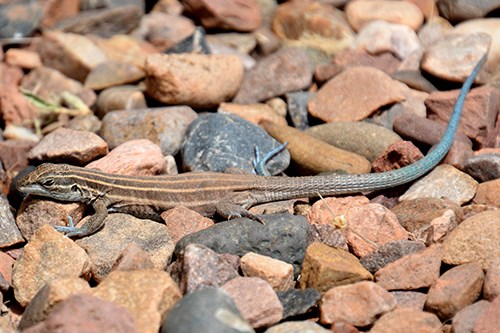 Pai Striped Whiptail  (Aspidoscelis pai)