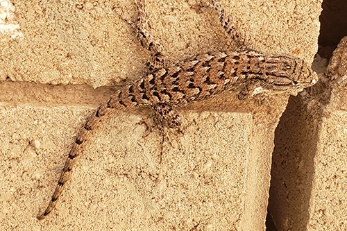 Plateau Fence Lizard (Sceloporus tristichus)