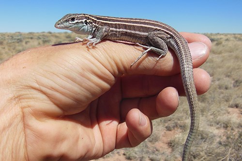 Plateau Striped Whiptail (Aspidoscelis velox)