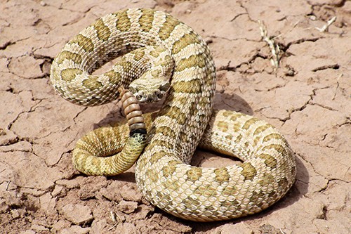 Prairie Rattlesnake (Crotalus viridis)