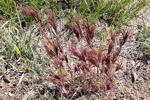 Red Brome (Bromus rubens) is a very invasive non-native grass