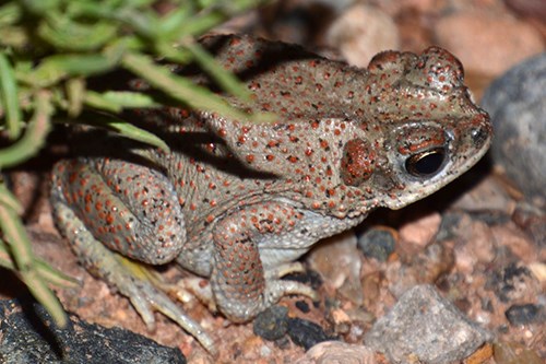 Red-spotted Toad Anaxyrus punctatus