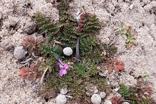 Redstem Stork's Bill (Erodium cicutarium) is a non-native