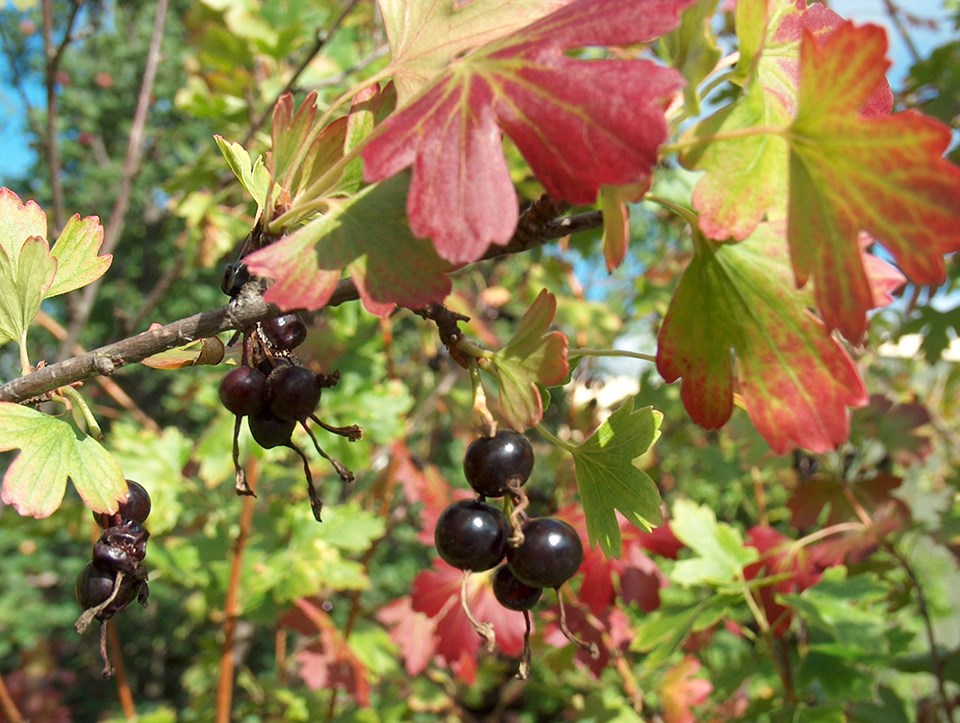 Fall foliage and dark berries.