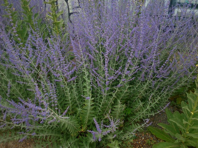 Purple flowered shrub
